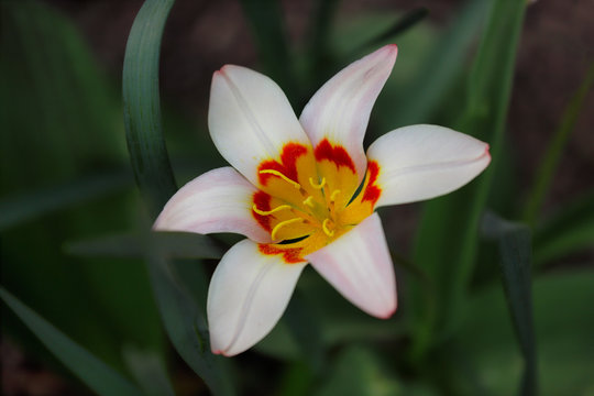 View of white-yellow-orange tulip flower in the spring garden