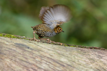 Tiny Taiwan Wren-BabblerTaking Off