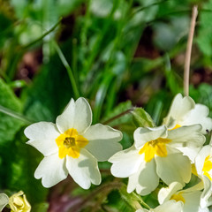 Obraz na płótnie Canvas Primula vulgaris known as common primrose or English primrose - wild spring flowers in British park - Stowe, Buckinghamshire, United Kingdom
