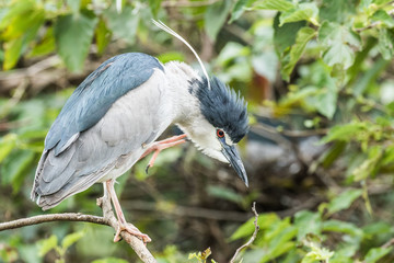 Night Heron Scratches an Itch in Taipei Park