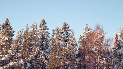 pine forest in winter in Russia, Leningrad region