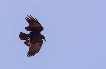 Bird in Simien mountain Ethiopian