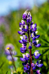 Stalk of Lupine in Sunlight