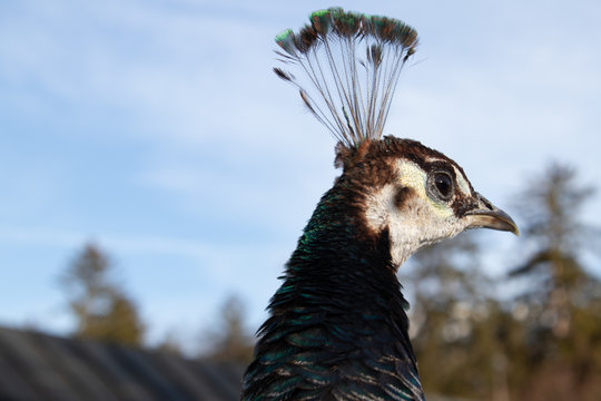 Portrait Of A Peahen