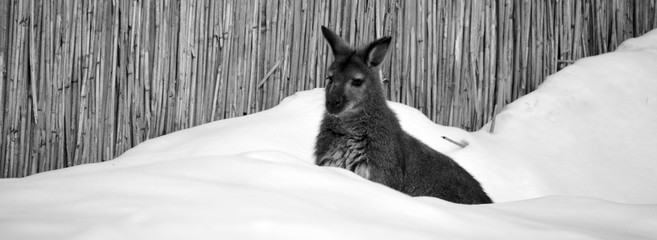 In winter a wallaby is any animal belonging to the family Macropodidae that is smaller than a...