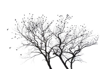 Many blackbirds in a bare tree tree with white background