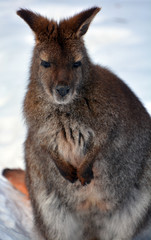 In winter a wallaby is any animal belonging to the family Macropodidae that is smaller than a kangaroo and hasn't been designated otherwis