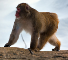 Japanese macaque Macaca fuscata, also known as the snow monkey, is a terrestrial Old World monkey species that is native to Japan.