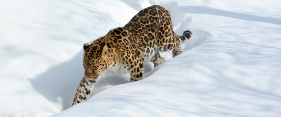 Amur leopard is a leopard subspecies native to the Primorye region of southeastern Russia and the...