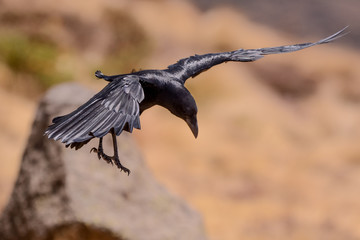 Bird in Simien mountain Ethiopian
