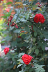red flowers in the garden