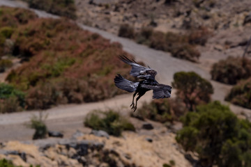 Bird in Simien mountain Ethiopian