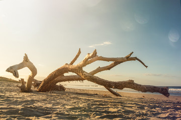 Sun flare across driftwood on the beach