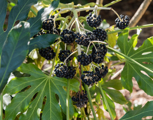 A cluster of black Japanese Aralia (fatsia japonica) berries