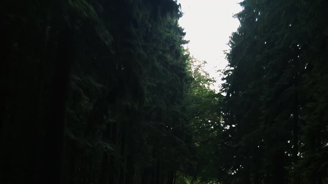 camera ride through a beautiful coniferous forest