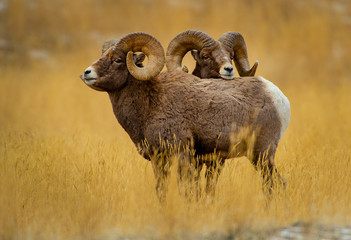 Bighorn Ram duo