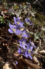 Anemone hepatica; liverwort flowers in woodland, Swiss Alps