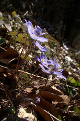Anemone hepatica; liverwort flowers in woodland, Swiss Alps