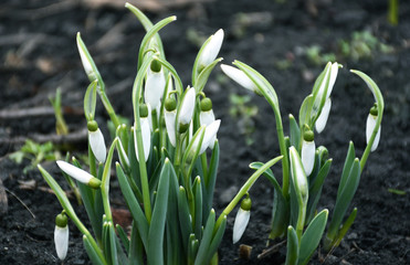 snowdrops in the forest