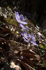 Anemone hepatica; liverwort flowers in woodland, Swiss Alps