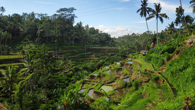 Tegalalang rice terraces in Ubud, Bali