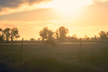 Fototapeta na wymiar Hereford cow grazing at dusk in a farm