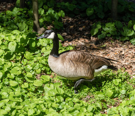 Canada goose at the Descanso Gardens, Southern California