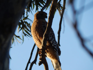 Red-Tailed hawk perched on oleander tree branch