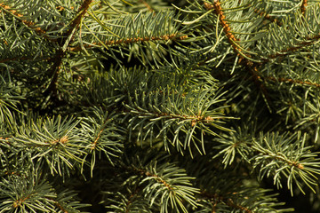 Naklejka na ściany i meble prickly needles of a coniferous tree as a natural background