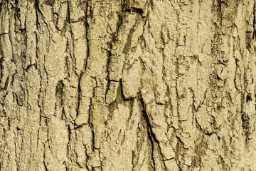 Tree bark texture