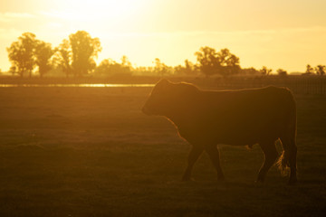 Hereford cow walking at dusk iin a farm