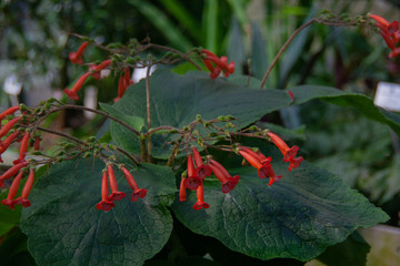 Viele Rote Blumen Blüten Mit Blättern Details