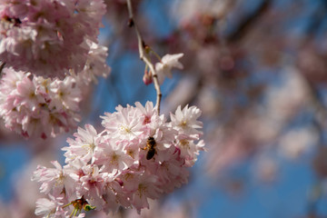 Blüten Licht Baum Blüten Focus und Fern #70 mit insekt