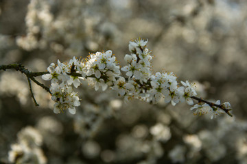 Blooming branch of tree in spring. Selective focus.
