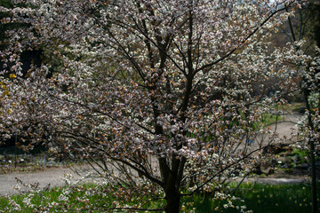 Blüten Licht Baum Blüten Focus und Fern #60