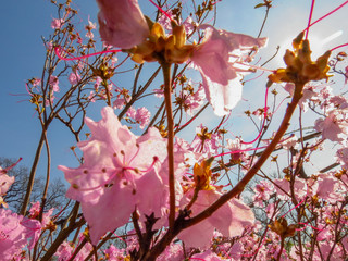 Blüten Licht Baum Blüten Focus und Fern #21