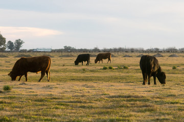 Fototapeta na wymiar Hereford cattle grazing at dusk in a farm