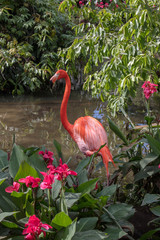 Pink Flamingo Wildlife Side Profile Image - Beautiful Tropical Bird with Bright Feathers, Flamingo standing near colorful flowers, searching for food. Wading bird in the Phoenicopteridae family.