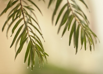 Tree in a foggy morning