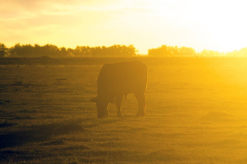 Fototapeta na wymiar Hereford cow grazing at dusk in a farm