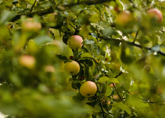 apples on tree