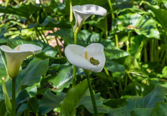 Beautiful calla lilies in springtime, Southern California