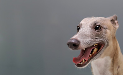Obraz premium portrait of dog, dog photo with place for text