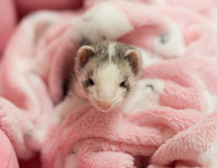 ferret