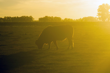 Naklejka na ściany i meble Hereford cow grazing at dusk in a farm