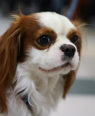 portrait of a dog, Cavalier king charles spaniel