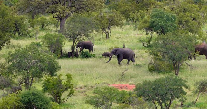 herd of elephant in the savannah, park kruger south africa