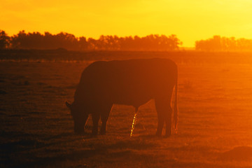 Naklejka na ściany i meble Hereford cow grazing at dusk in a farm