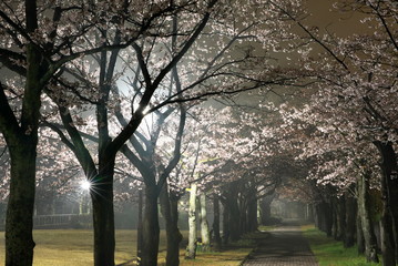 Tokyo,Japan-March 31, 2019: Morning scene of Cherry blossoms arcade in a park in Tokyo after the rain