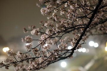 Tokyo,Japan-March 31, 2019: Cherry blossom branches in a park in Tokyo after the rain